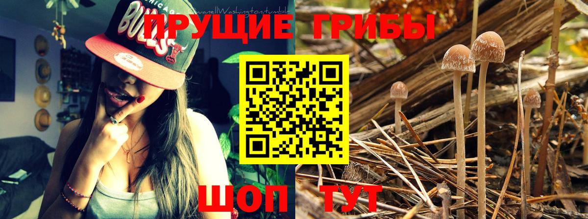 Галлюциногенные грибы Cubensis  где найти наркотики  Коломна  Вход с VPN 