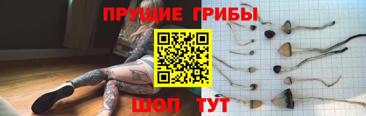 Галлюциногенные грибы Psilocybe Коломна